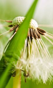 Preview wallpaper dandelion, fluff, grass, plant