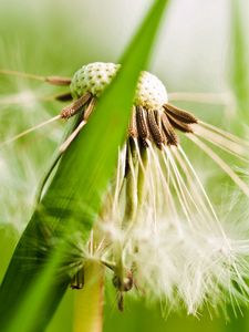 Preview wallpaper dandelion, fluff, grass, plant