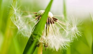 Preview wallpaper dandelion, fluff, grass, plant