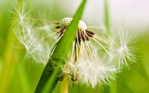 Preview wallpaper dandelion, fluff, grass, plant