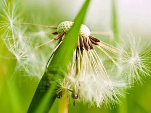 Preview wallpaper dandelion, fluff, grass, plant