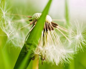 Preview wallpaper dandelion, fluff, grass, plant