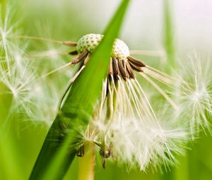 Preview wallpaper dandelion, fluff, grass, plant