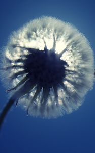Preview wallpaper dandelion, fluff, light, sky, flower