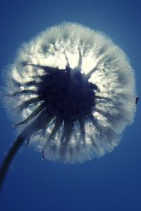 Preview wallpaper dandelion, fluff, light, sky, flower