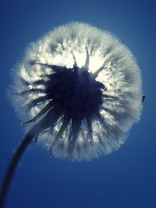 Preview wallpaper dandelion, fluff, light, sky, flower