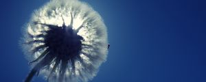 Preview wallpaper dandelion, fluff, light, sky, flower