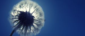 Preview wallpaper dandelion, fluff, light, sky, flower