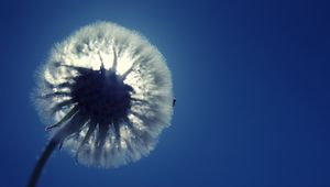 Preview wallpaper dandelion, fluff, light, sky, flower