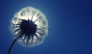 Preview wallpaper dandelion, fluff, light, sky, flower
