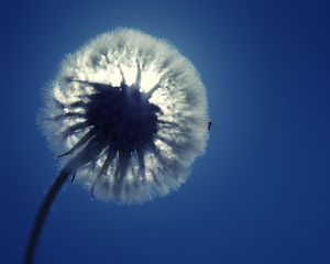 Preview wallpaper dandelion, fluff, light, sky, flower