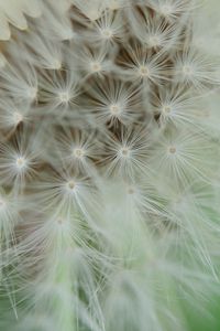 Preview wallpaper dandelion, fluff, macro