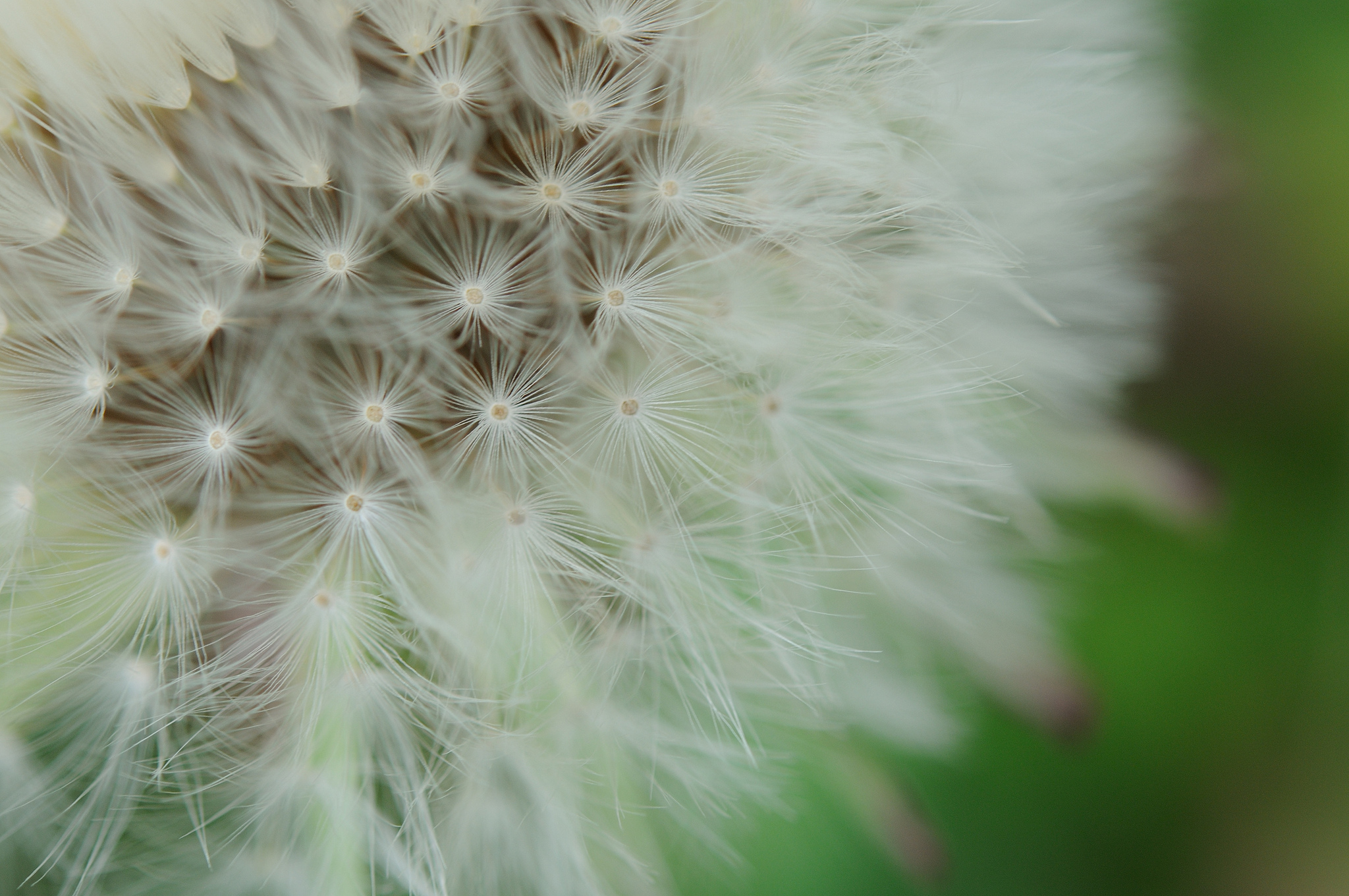 Download wallpaper 2048x1360 dandelion, fluff, macro hd background