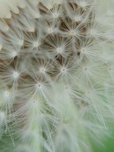 Preview wallpaper dandelion, fluff, macro