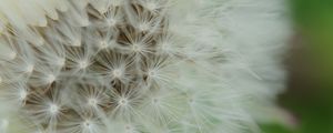 Preview wallpaper dandelion, fluff, macro