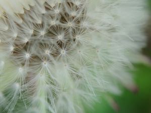 Preview wallpaper dandelion, fluff, macro