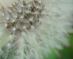 Preview wallpaper dandelion, fluff, macro