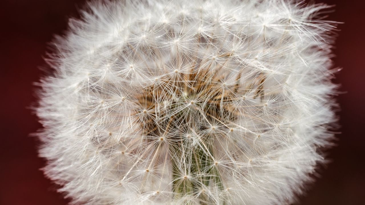 Wallpaper dandelion, fluff, macro, blur, white