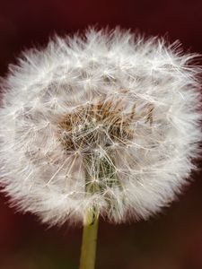 Preview wallpaper dandelion, fluff, macro, blur, white