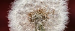 Preview wallpaper dandelion, fluff, macro, blur, white