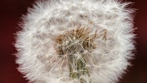 Preview wallpaper dandelion, fluff, macro, blur, white