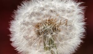 Preview wallpaper dandelion, fluff, macro, blur, white