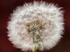 Preview wallpaper dandelion, fluff, macro, blur, white