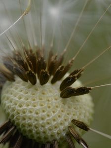 Preview wallpaper dandelion, fluff, macro