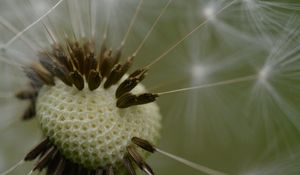 Preview wallpaper dandelion, fluff, macro