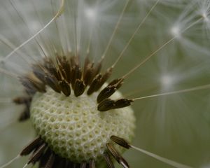 Preview wallpaper dandelion, fluff, macro