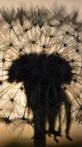 Preview wallpaper dandelion, fluff, macro, sunset