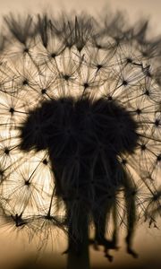 Preview wallpaper dandelion, fluff, macro, sunset