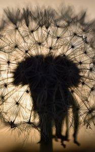 Preview wallpaper dandelion, fluff, macro, sunset