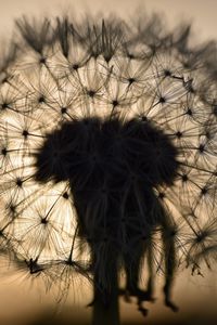 Preview wallpaper dandelion, fluff, macro, sunset