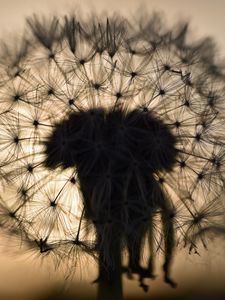 Preview wallpaper dandelion, fluff, macro, sunset