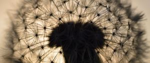 Preview wallpaper dandelion, fluff, macro, sunset