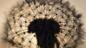 Preview wallpaper dandelion, fluff, macro, sunset