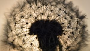 Preview wallpaper dandelion, fluff, macro, sunset