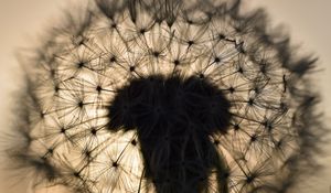 Preview wallpaper dandelion, fluff, macro, sunset