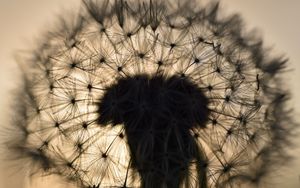 Preview wallpaper dandelion, fluff, macro, sunset