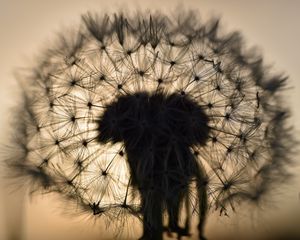 Preview wallpaper dandelion, fluff, macro, sunset