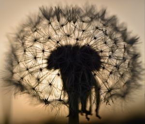 Preview wallpaper dandelion, fluff, macro, sunset