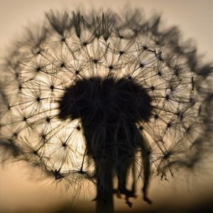 Preview wallpaper dandelion, fluff, macro, sunset