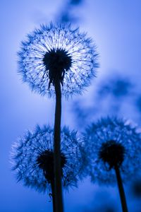 Preview wallpaper dandelion, fluff, macro, flower