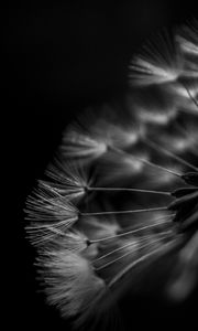 Preview wallpaper dandelion, fluff, macro, black and white, black