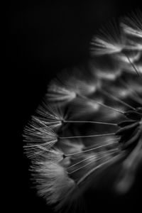 Preview wallpaper dandelion, fluff, macro, black and white, black