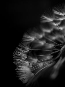 Preview wallpaper dandelion, fluff, macro, black and white, black