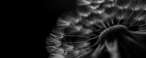 Preview wallpaper dandelion, fluff, macro, black and white, black