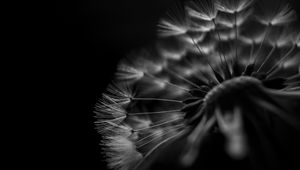 Preview wallpaper dandelion, fluff, macro, black and white, black