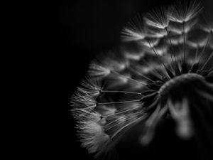 Preview wallpaper dandelion, fluff, macro, black and white, black